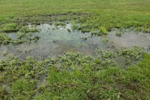 Stormwater-Solutions-Hawkes-Bay-Waterlogged-Lawn